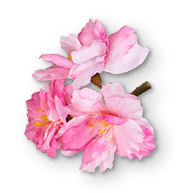 right-side-sakura-small.png